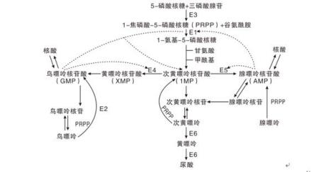 图1嘌呤代谢