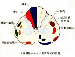 神经通路