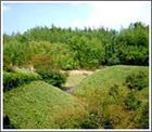 碧岭生态村