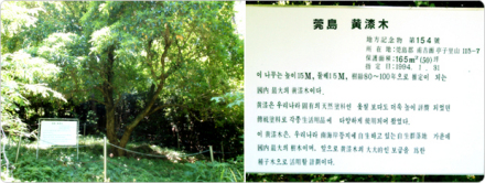 黄漆木