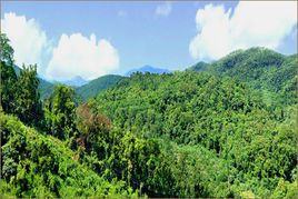 热带季雨林景观