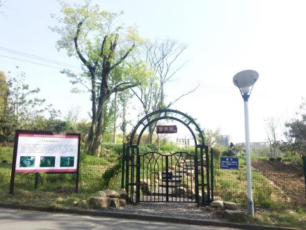 浙江农林大学的“百草园”