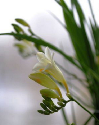 香草兰
