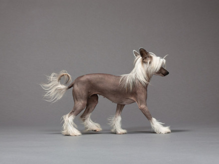 犬科犬属动物冠毛犬