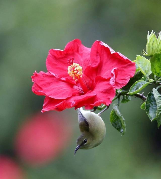市花大红花 