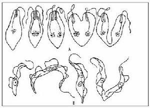 A.眼虫纵二分裂；B.锥虫纵二分裂