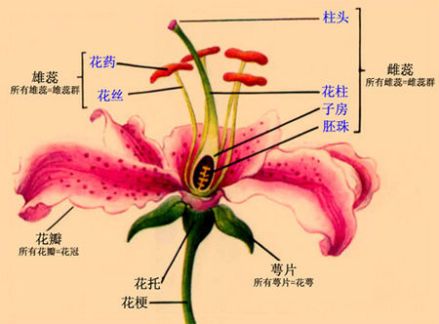 副萼
