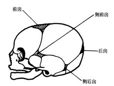 囟门示意图