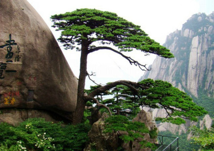 植物
