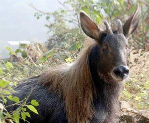人与生物圈计划现状