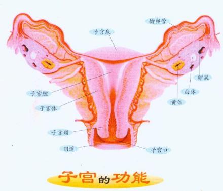 子宫概念图