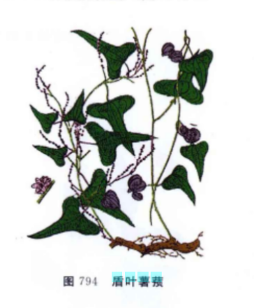 盾叶薯蓣 