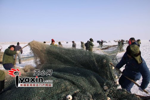 乌伦古湖冬捕景象