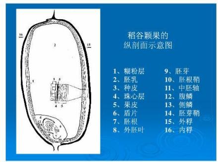 稻谷颖果的纵剖面示意图