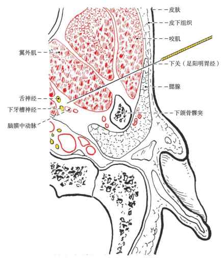 下关穴的断面解剖 