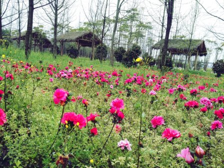 西北村湿地