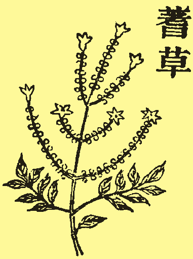 蓍实 