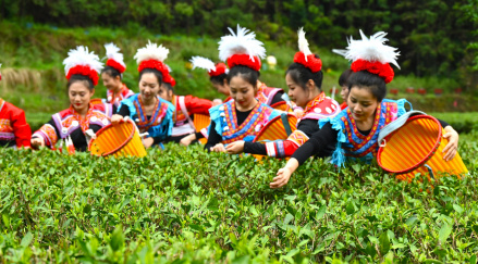 连南大叶茶