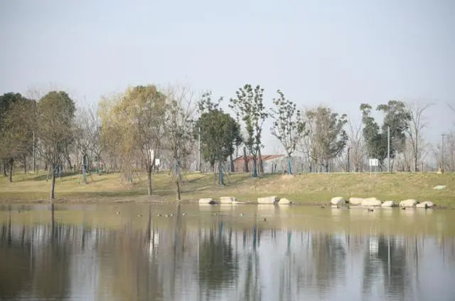 阳光大草坪