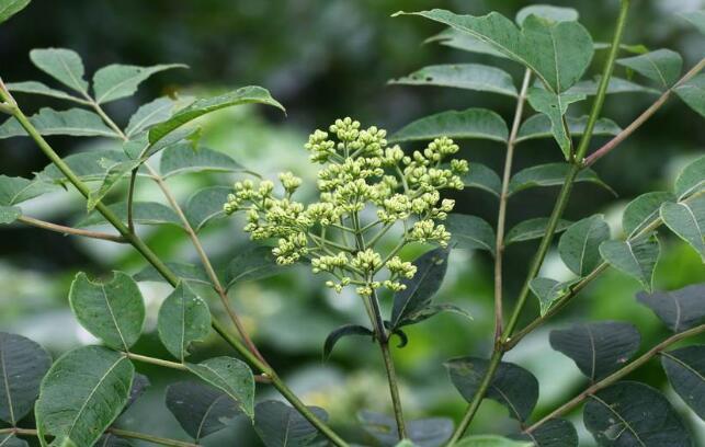 吴茱萸
