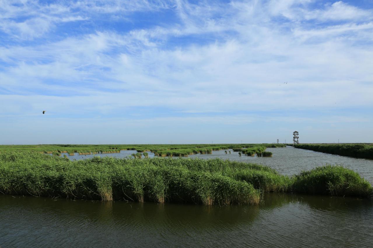 曹妃甸湿地