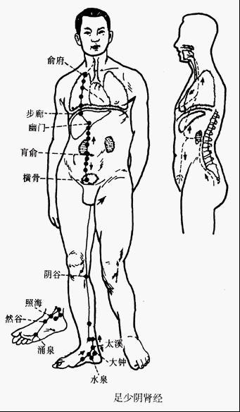 足少阴肾经