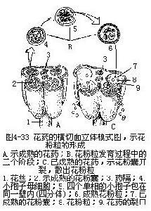 花蕊的形成