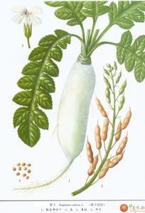 莱菔也有药用价值