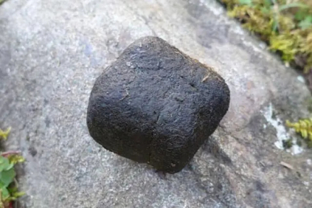 袋熊的方形便便