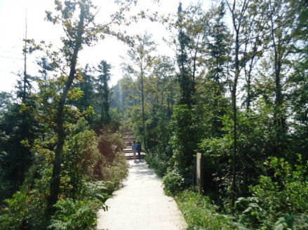 云碧峰国家森林公园景色