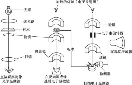 光镜、透射电镜和扫描电镜主要原理示意图