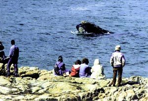 在 Hermanus 观鲸，鲸鱼近在咫尺