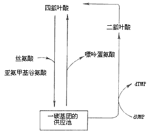 巨幼红细胞性贫血
