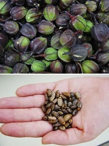 木薯的果实与种子