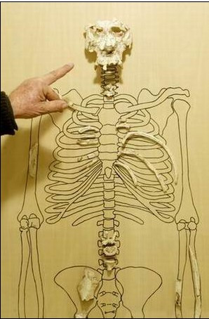 1300万年前古猿可能是人类史祖