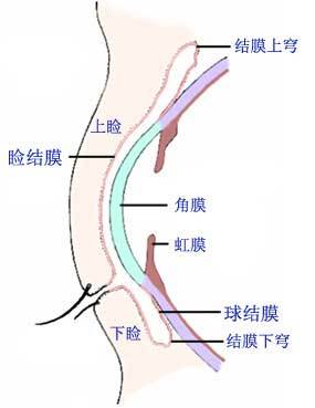 眼睑与结膜的构造