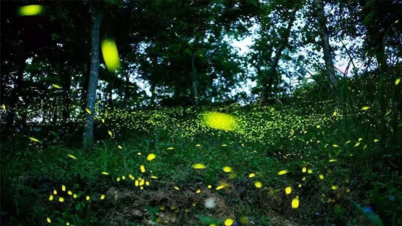 萤火虫飞舞