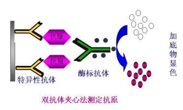 双抗体夹心法