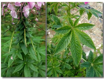 茎叶的叶子及开花时期图片