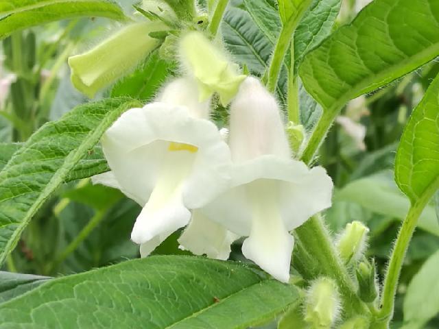 处暑前后，芝麻开花