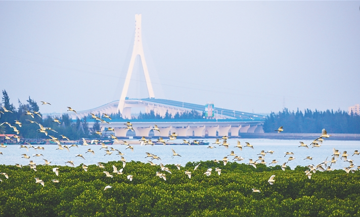 海口市美兰区辖区内的东寨港红树林湿地，白鹭栖息觅食
