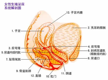前庭球