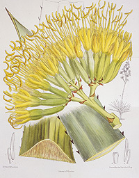 剑麻 Agave sisalana