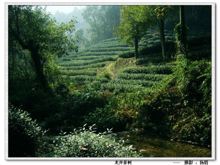 龙井问茶