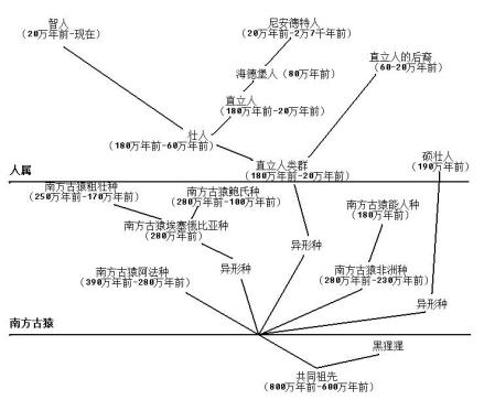人科动物一种可能的种系发生(仅供参考)