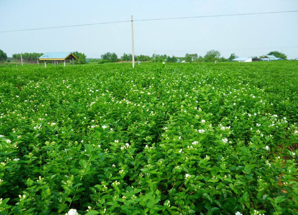 横州茉莉花