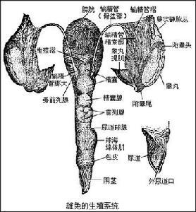生殖器滴虫病