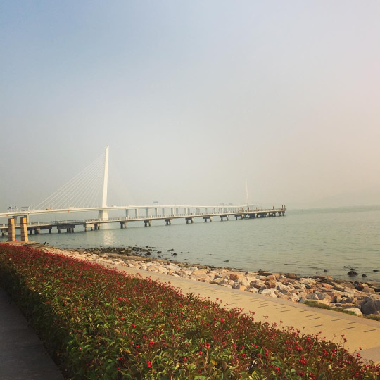 从深圳湾公园眺望深圳湾公路大桥