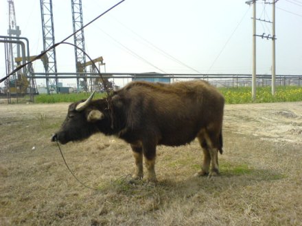 江苏油田