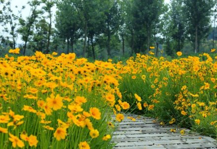 金鸡菊